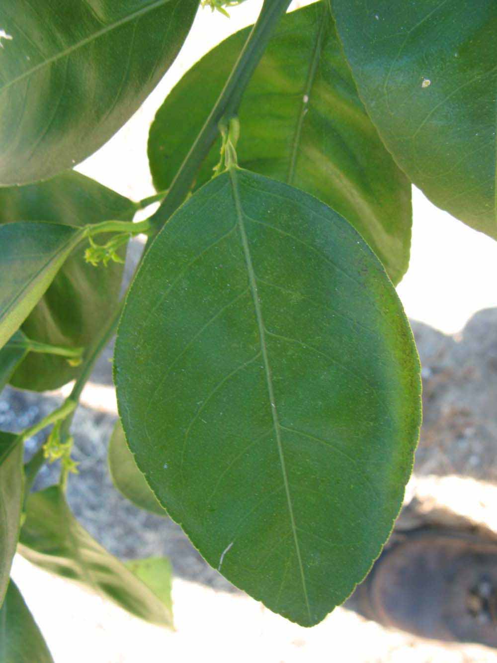              Unifoliolate leaf (Winter Haven, FL)       